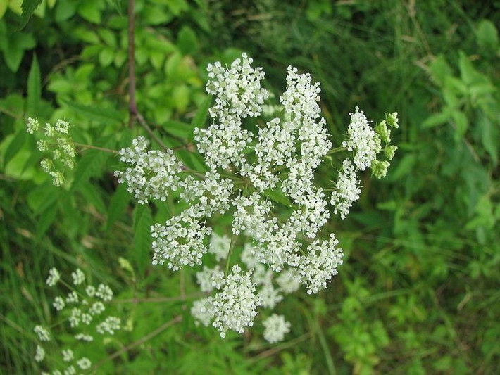 Water Hemlock có nguồn gốc từ Bắc Mỹ và cũng là loại thực vật độc hại nhất ở đây. Water Hemlock mang trong mình độc tố cicutoxin ở tất cả các bộ phận nhưng tập trung nhiều nhất ở rễ. Người bị trúng độc này thường buồn nôn, co giật mạnh và run cơ dẫn đến tử vong.
