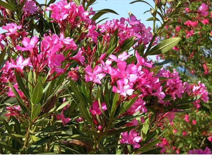 Nerium oleander chứa nhiều hợp chất có độc, một số hợp chất cực độc có thể gây chết người. Đáng kể nhất đó là oleandrin và neriin đều là các glicosid tim mạch, chúng có mặt trong tất cả các bộ phận của cây nhưng chủ yếu trong nhựa cây.
