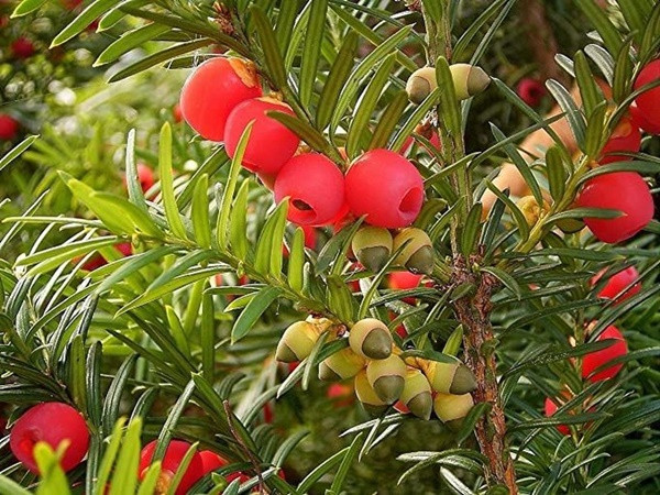 Thủy tùng là loài cây mang trong mình cực độc. Thành phần chất độc là Alkaloids taxine, nó có ở tất cả các bộ phận trừ lớp vỏ ngoài của hạt. Độc tính có thể dẫn đến những triệu chứng nghiêm trọng như chóng mặt, giãn đồng tử, nhịp tim bất thường và cuối cùng là tử vong.