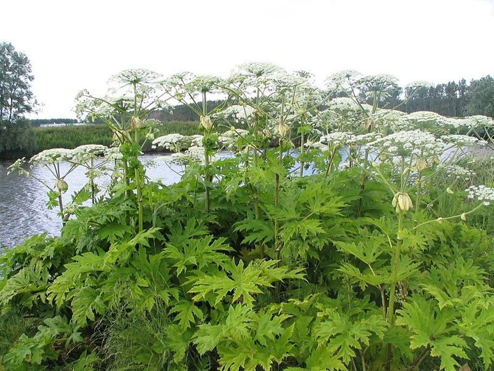 Heracleum mantegazzianum là loài cây có độc tính cao, mọi thành phần của cây từ hoa, lá, quả, thân, rễ đều chứa độc tính. Nếu vô tình chạm vào sẽ gây sưng, nóng, đau rát tương đương với bỏng cấp độ 2.