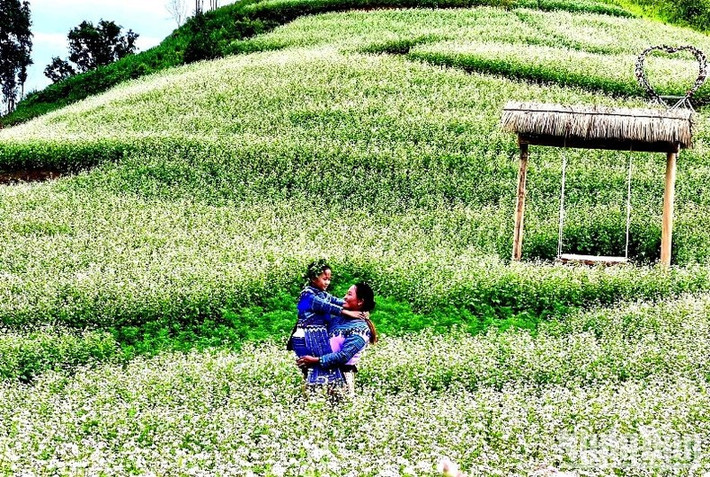 Tam giác mạch trắng nở bung mời gọi du khách kỳ nghỉ Lễ Quốc khánh 2/9. (Ảnh: ĐÌNH NAM)