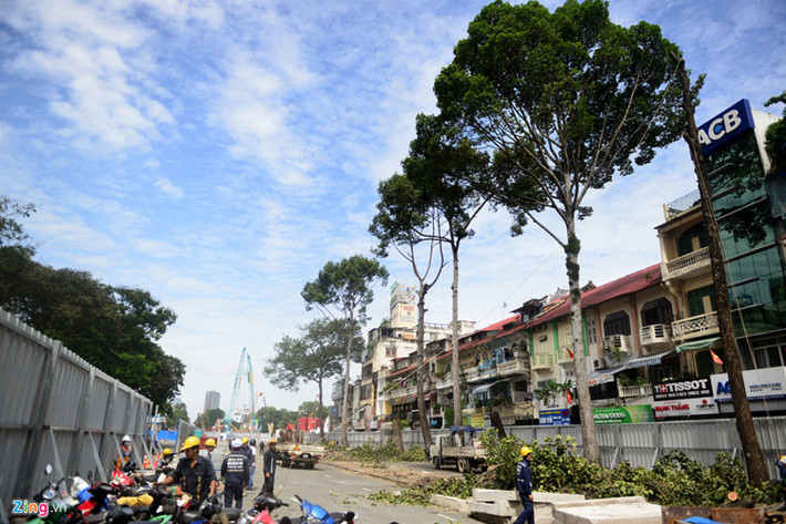 Công nhân tiến hành đốn hàng cây dầu nằm bên vỉa hè đường Lê Lợi, đoạn từ giao lộ với đường Nam Kỳ Khởi Nghĩa đến chợ Bến Thành, quận 1.