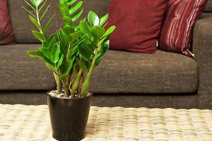 1. Tuổi Tý - Loại cây thịnh vượng tài chính: Cây kim tiền: Người tuổi Tý thường không giỏi trong việc quản lý tiền và không biết cách đầu tư, nắm bắt cơ hội để kiếm tiền. Bạn có thể đặt một chậu cây phong thủy trong nhà là kim tiền để tăng vận may, giảm rủi ro, tăng bản lĩnh đối mặt với những thách thức để nắm bắt cơ hội về tài chính.