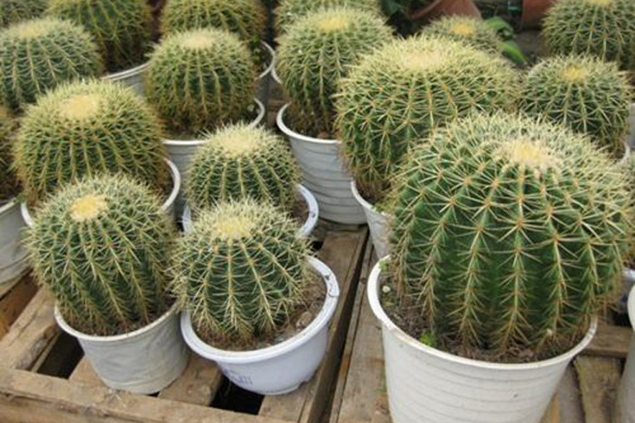 5. Tuổi Thìn: Loại cây thịnh vượng tài chính: Cây xương rồng cảnh và cây vạn niên thanh: Công việc thuận lợi giúp cho người tuổi Thìn kiếm được nhiều tiền nhưng thường xuyên bị hãm hại bởi tiểu nhân gây hao hụt về tiền bạc.Đặt chậu xương rồng ở hướng Tây Bắc của phòng khách để hóa giải hung sát, đề phòng kẻ tiểu nhân. Ngoài ra, người tuổi Thìn có thể đặt cây vạn niên thanh tại phía Đông Nam phòng khách để thu hút tài lộc vào nhà.