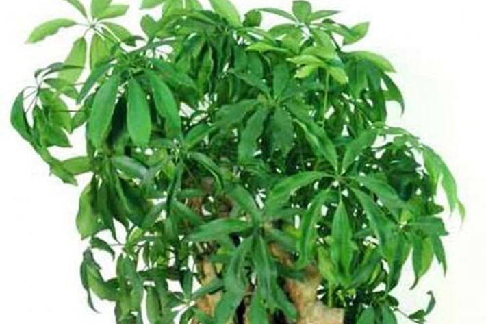 3. Tuổi Dần: Loại cây thịnh vượng tài chính: Cây ngũ gia bì: Cây ngũ gia bì hay còn có tên gọi khác là cây chân chim bảy lá, chân chim hoa trắng, sâm nam. Người tuổi Dần thường dũng cảm trong mọi công việc, đặc biệt là kiếm tiền. Họ biết chấp nhận rủi ro và không quá quan trọng đến chuyện tiền bạc mà chỉ thích tận hưởng cảm giác kiếm ra tiền. Họ thích bước vào những công việc mạo hiểm để kiếm ra tiền. Những người tuổi Dần thích hợp đặt một cây ngũ gia bì để giúp bạn phát triển mạnh mẽ, ổn định tài chính và biết cách giữ tiền ở lại bên mình.