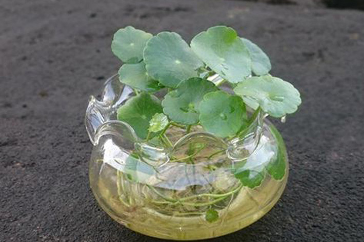 6. Tuổi Tỵ: Loại cây thịnh vượng tài chính: Cây cỏ đồng tiền: Người tuổi Tỵ giống người tuổi Tý thường không biết nắm bắt cơ hội để kiếm tiền nên thường để tiền tuột khỏi tay. Hãy trồng một ít cây cỏ đồng tiền trong chậu rồi đặt trước cửa nhà hoặc bệ cửa sổ để giúp bạn mạnh mẽ hơn, đón nhận những cơ hội tiền bạc cho riêng mình.