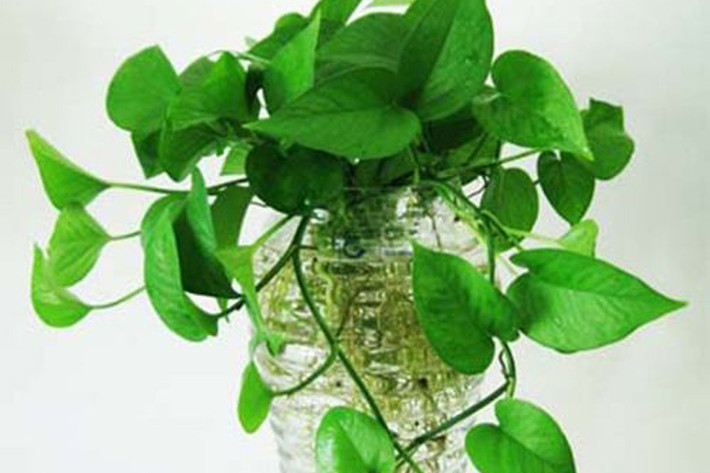 7. Tuổi Ngọ: Loại cây thịnh vượng tài chính: Cây trầu bà: Người tuổi Ngọ kiếm tiền khá tốt nhưng lại có tính khá tham lam dẫn đến thua lỗ nếu đầu tư, kinh doanh. Hãy đặt chậu cây trầu bà để giúp thu hút, tập trung tiền bạc lại một chỗ, tránh hao hụt đi nơi khác.
