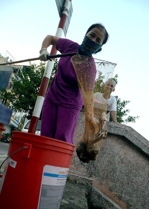 Nhiều người vớt cá về để bón cây.