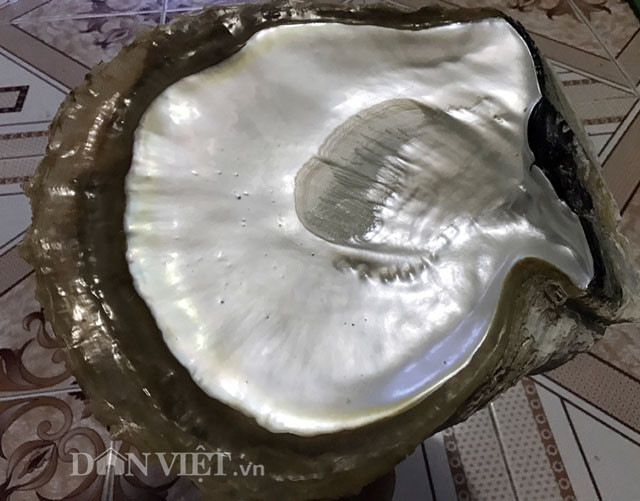 Không chỉ nổi danh với những chuyến ra khơi hành nghề thu bạc tỉ, thợ lặn Dương Văn Giàu (40 tuổi, ở thôn Đông, xã An Hải, Lý Sơn, Quảng Ngãi) còn là chủ nhân của bộ sư tập vỏ ốc "khủng" mà bất cứ đồng nghiệp nào cũng phải "thèm".