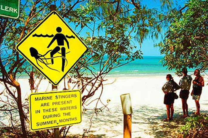 Lãnh thổ phía bắc và Queensland, Australia bị sự đe dọa của loài sứa hộp. Chúng là một trong những loài độc nhất thế giới và đã gây ra cái chết của ít nhất 70 người từ năm 1883.