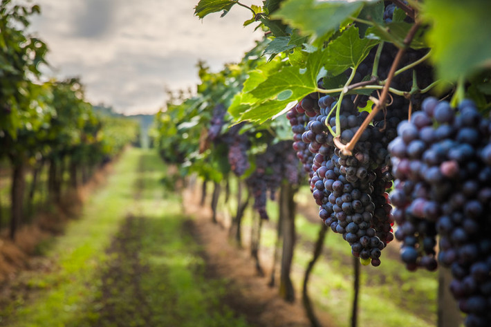 Chuyến đi thử rượu vang: Thung lũng Napa (California, Mỹ) là nơi có cảnh sắc tuyệt đẹp, những cánh đồng nho rộng mênh mông. Du khách có thể chọn chuyến đi đến địa điểm này để ngắm cảnh và thử rượu vang. Đây cũng là cách đơn giản giúp bạn và người thân gắn kết với nhau hơn, cũng như có những giây phút trải nghiệm thú vị.