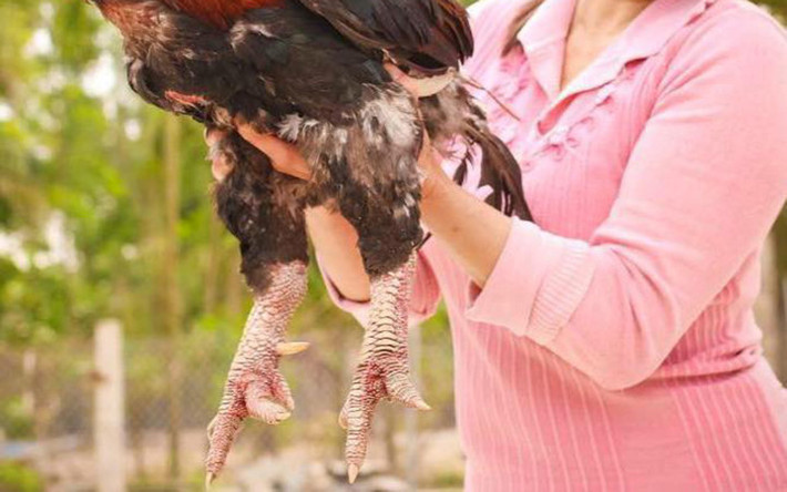 Đặc biệt, tiếng gáy của gà Móng trầm mà không bổng như loài gà khác. Ảnh: KT
