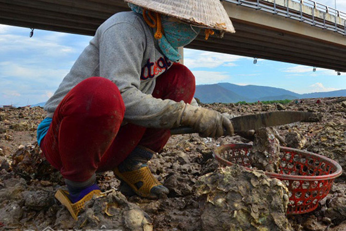 Bà Nguyễn Thị Nga (46 tuổi) cho biết: “Nghề đục hàu cần phải kiên nhẫn, chịu khó. Chúng tôi bị hàu làm đứt tay, chân... như ăn cơm bữa, có khi vết thương bị nhiễm trùng nhưng vẫn bám với nghề đục hàu”.