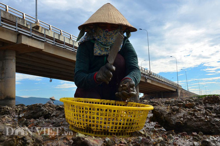 Nghề săn hàu đòi hỏi phải chịu khó và tỉ mỉ bởi hàu rất giống đá, rất khó phân biệt. Có những con bám chặt vào thành đá, phải đục mạnh nhiều lần mới lấy được.
