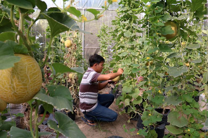 Chuẩn bị vụ dưa lưới phục vụ thị trường Tết 2019 trên diện tích 1200m2. Ước tính cung ứng cho thị trường khoảng 4 tấn dưa.