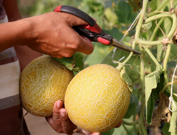 Dưa được cung ứng chủ yếu cho cửa hàng Freeco, Hoa Sao, siêu thị Coopmart và bán lẻ. Với giá dưa lưới 50.000- 60.000 đ/kg, các anh thu về khoảng lợi nhuận vài chục triệu đồng.