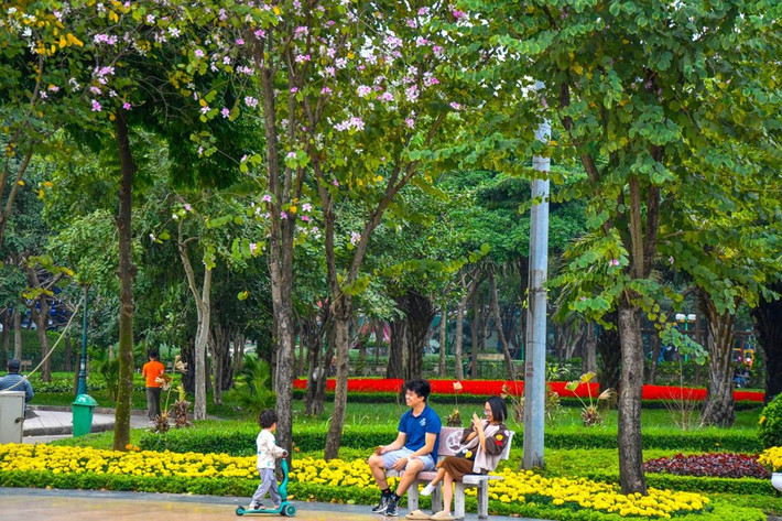 Khác với những con đường hoa ban trong thành phố, hoa ban tại Công viên Cầu Giấy được trồng bao quanh quảng trường, ven hồ nước.