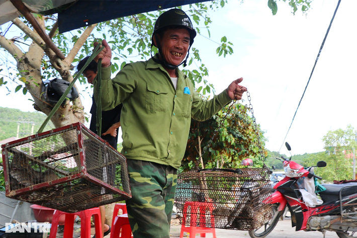 Ông Hoàng Trọng Dần (xã Minh Châu, Diễn Châu, Nghệ An) phấn khởi với thành quả một đêm đi bẫy chuột. 3 năm nay, người nông dân này có thêm nghề phụ là bẫy chuột bán. Gọi là nghề phụ nhưng thu nhập từ bắt chuột cao hơn từ trồng lúa và hoa màu. "Tôi có gần 100 cái bẫy. Ngoài mồi để dụ chuột vào bẫy thì quan trọng là phải đoán được luồng đi của chuột. Đặc tính của loài chuột đồng là cứ đầu hôm rời hang kiếm ăn, tầm 21-22h sẽ về, mình cứ đặt bẫy đón lõng, có hôm một lồng được 2 con, còn hầu như mỗi lồng chỉ bẫy được một con thôi", ông Dần tiết lộ.