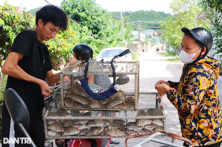 Chuột được mang tới nhập chủ yếu là chuột đồng và chuột cống nhung, trong đó chuột đồng là chủ yếu. Chuột còn sống và khỏe mạnh là yêu cầu tiên quyết.