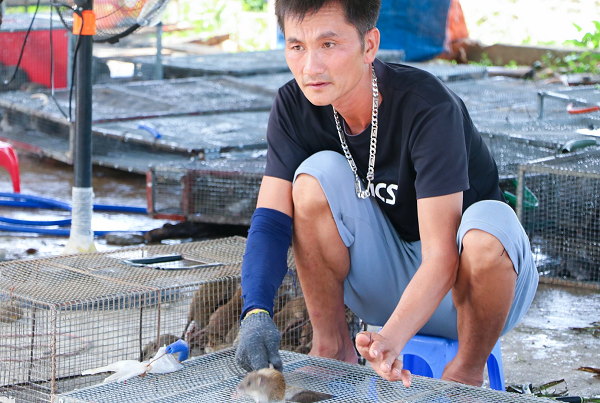 Anh Cung Đức Mậu (xóm Thọ Bằng, xã Đức Thành) là một trong 2 cơ sở thu mua chuột tại đây. Trung bình mỗi ngày, cơ sở của anh thu mua 5-6 tạ chuột sống, có ngày lên tới 1 tấn.