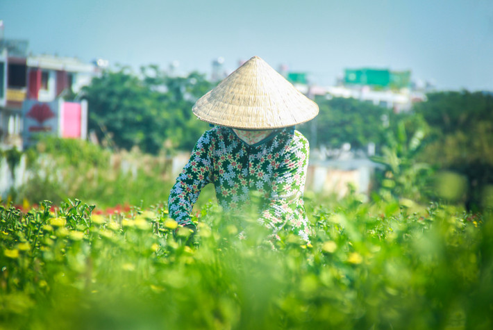 Càng sát tết, các nhà vườn càng tất bật, một số phải thuê thêm nhân công để chăm sóc hoa.