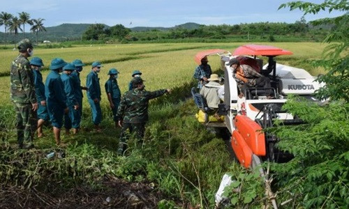 Vụ hè thu năm 2021, xã An Chấn, huyện Tuy An gieo sạ hơn 71ha lúa. Hiện toàn xã An Chấn đang áp dụng giãn cách theo Chỉ thị 16 của Thủ tướng Chính phủ nên người dân chưa thể ra đồng gặt lúa được.