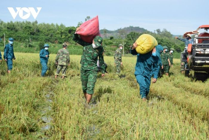 Bà Bà Hồ Thị Bé, ở thôn Phú Quý, xã An Chấn, huyện Tuy An cho biết, gia đình bà trồng 7 sào lúa, được bộ đội giúp gặt lúa nên gia đình bớt lo lắng.