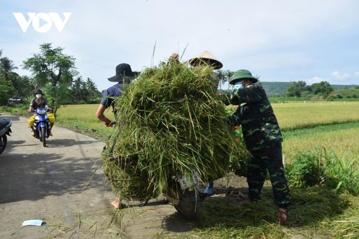 Sáng 25/9, hàng chục cán bộ, chiến sĩ thuộc Bộ Chỉ huy Bộ đội Biên phòng tỉnh Phú Yên phối hợp với Ban Chỉ huy Quân sự huyện Tuy An cùng lực lượng dân quân gặt lúa giúp người dân thôn Phú Quý, xã An Chấn.