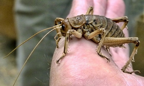 Dế weta khổng lồ: Một số cá thể của loài này còn nặng hơn cả chuột, khiến chúng trở thành côn trùng nặng nhất thế giới và mất khả năng nhảy như loài dế thông thường. Đây là loài đặc hữu của đảo Little Barrier, phía bắc Auckland, New Zealand. Dế weta khổng lồ còn có tai trên đầu gối các chân trước. Ảnh: IPM.