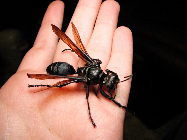 Ong Tarantula Hawk: Loài ong này săn nhện đen, đốt cho con mồi tê liệt trước khi lôi về tổ. Ở đó, chúng đẻ trứng trong bụng con nhện. Khi nở, ấu trùng ong sẽ ăn phần bên trong con mồi, đến lúc trưởng thành thì phá vỏ chui ra. Vết đốt của loài ong này gây đau đớn khủng khiếp, đạt điểm cao nhất trên thang đo độ đau Schmidt. Ong Tarantula Hawk có thể được tìm thấy khắp thế giới, từ Ấn Độ, Đông Nam Á, Nam Mỹ tới châu Phi, Australia và các bang miền nam nước Mỹ. Ảnh: Wired.