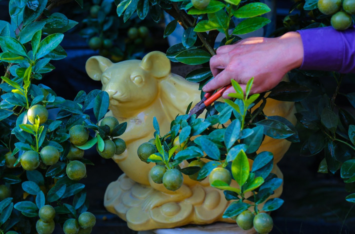 Theo quan niệm dân gian, người tuổi Tý có sức sống bền bỉ, thông minh, lanh lợi và gan dạ. Những chậu cây đúc nên con chuột vì ý nghĩa trên mà bán chạy hơn. Giá nhập cho mỗi chiếc chậu Bát Tràng là 230.000 đồng. Chậu chuột có 2 màu là màu vàng và màu xanh. Tất cả chậu cây hình chuột nhà anh Hiệp đã được đặt trước, giá giao động từ 1,5 đến 1,7 triệu đồng.