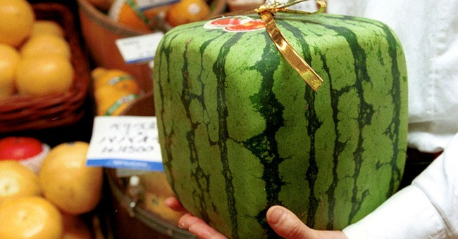 Dưa hấu vuông được cấp bằng sáng chế và chỉ sản xuất hợp pháp tại Zentsuji.
