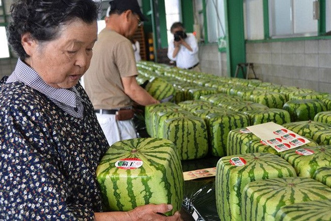 Sau khi hái, các quả dưa hấu vuông được đưa đến cơ sở để đóng gói. Người nông dân địa phương tự đóng gói tất cả.