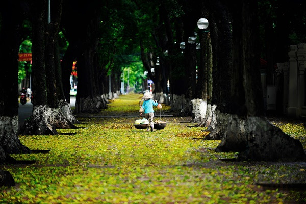 "Dọn chút lá cho mùa Thu thay áo. Nhuộm một đời vàng những đam mê. Bao nhọc nhằn hằn trên lưng Mẹ. Nỗi ưu tư phủ trắng mái đầu Cha. Mỗi căn nhà nơi bậc thềm xanh lá, Ta bên nhau trong tất cả tình yêu. Bao hoài vọng dọc về theo phố cũ". Những lời trong bài hát "Mùa lá rụng" của nhạc sĩ Trọng Đài đã lột tả hết những gì lãng mạn nhất của phố phường Hà Nội thời điểm chuyển giao giữa hai mùa Thu, Đông. Ảnh: Vũ Minh Quân.