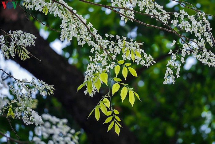 Sưa chỉ nở hoa đầu cành, phía dưới thì thân gầy và khô. Hoa như mây, như bông tuyết đậu lại.