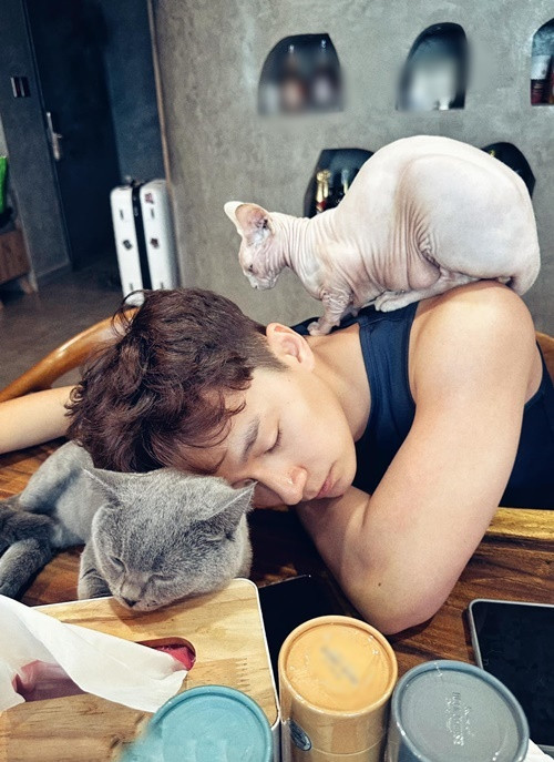 Ngô Kiến Huy từng chia sẻ các kinh nghiệm nuôi mèo. Ảnh: FB Ngô Kiến Huy.