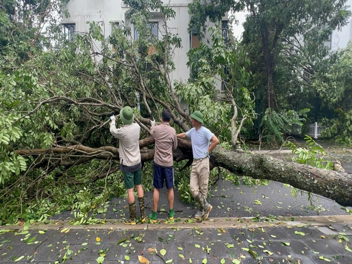 Xuân Bắc cùng hai con trai hỗ trợ dọn dẹp cây cối bị gãy, đổ sau cơn bão Yagi vào tháng 9/2024.