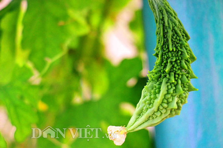 Sản phẩm được sử dụng chủ yếu là trái và ngọn khổ qua rừng.