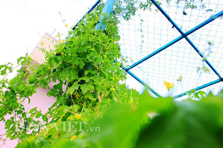 Khổ qua rừng (còn gọi là mướp đắng rừng)... có tên khoa học là Momordica Charantia. Vốn là loại cây mọc hoang dại tự nhiên, một loại rau rừng “thuần chủng” không bị “lai tạp” nhưng lại thích nghi với mọi môi trường. So với khổ qua thông thường, lá của khổ qua rừng và quả khi trưởng thành có kích cỡ nhỏ hơn nhiều.
