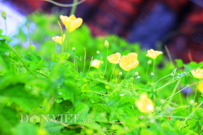Hoa khổ qua rừng có màu vàng rất bắt mắt.