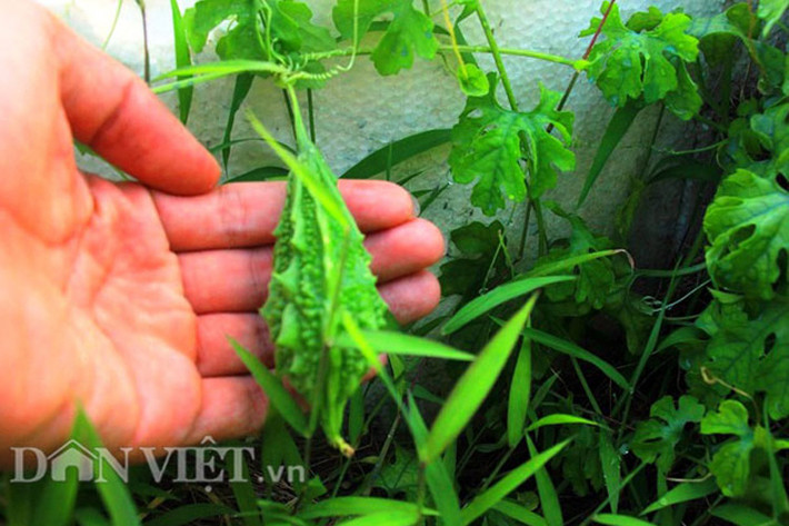 Anh Lê Công chia sẻ: "Khổ qua rừng mọc được trên nhiều loại đất có độ màu mỡ cao, nhiều hữu cơ và thoát nước tốt, không gây ngập úng. Tận dụng 2 thùng xốp chồng lên nhau, tôi trồng khổ qua rừng và khi cây phát triển cho leo lên giàn sắt để sinh trưởng, ra quả”.