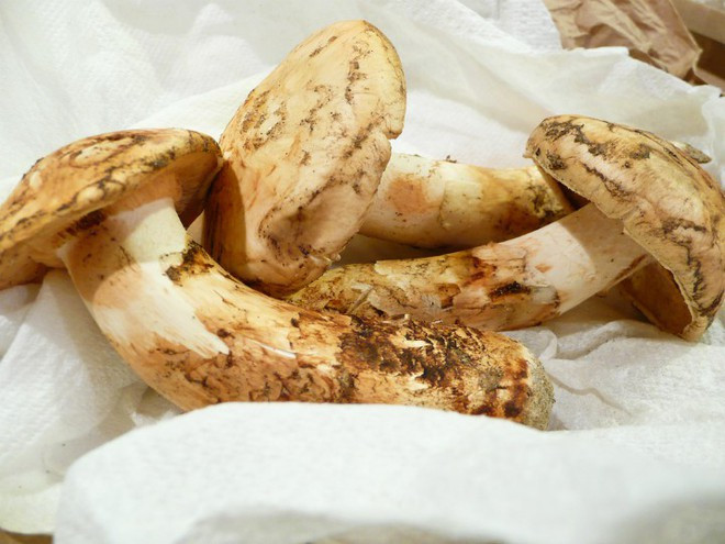 Nếu nấm cục trắng được xem là viên kim cương trong nền ẩm thực châu Âu thì nấm Matsutake lại được xem đặc sản của nền ẩm thực Nhật Bản và châu Á. Vì quá quý hiếm và sản lượng cũng giảm dần nên Nhật Bản đã phải nhập khẩu loại nấm này để phục vụ người tiêu dùng trong nước. Giá nhập nấm Matsutake về Nhật bản khá mềm, chỉ khoảng 90 USD/kg nấm thô, tuy nhiên lại có mức giá cao vút lên tới 2.000 USD/kg với nấm đã chế biến. Ảnh: Yummy.