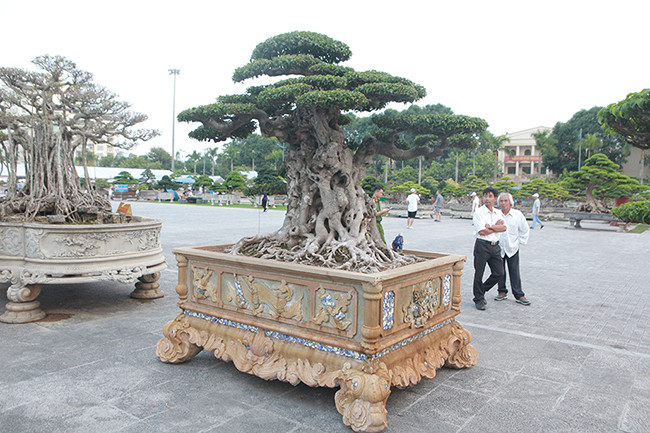 Phần ngọn cây – “Tiên lão giáng trần” từng được một đại gia ở Việt Trì trả giá 16 tỷ đồng.