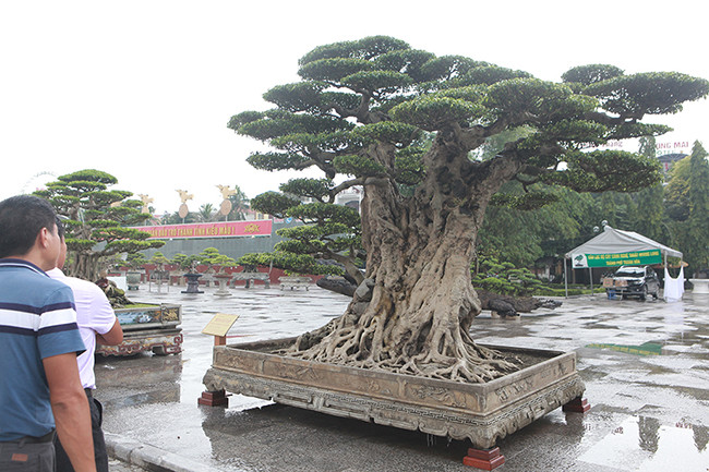 Ông Mười đặt tên cho cây sanh cổ là “Thiên địa nhân”, có ý nghĩa đây là tinh túy của con người, của trời đất.