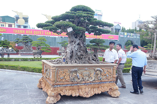 Ông Dương Văn Mười (Thường Tín, Hà Nội) cho biết, tác phẩm “Tiên lão giáng trần” là phần ngọn được cắt ra từ cây gốc. Sau 11 năm tạo tác, nuôi dưỡng cây có giá trị nghệ thuật cao và có giá khoảng 16 tỷ đồng.