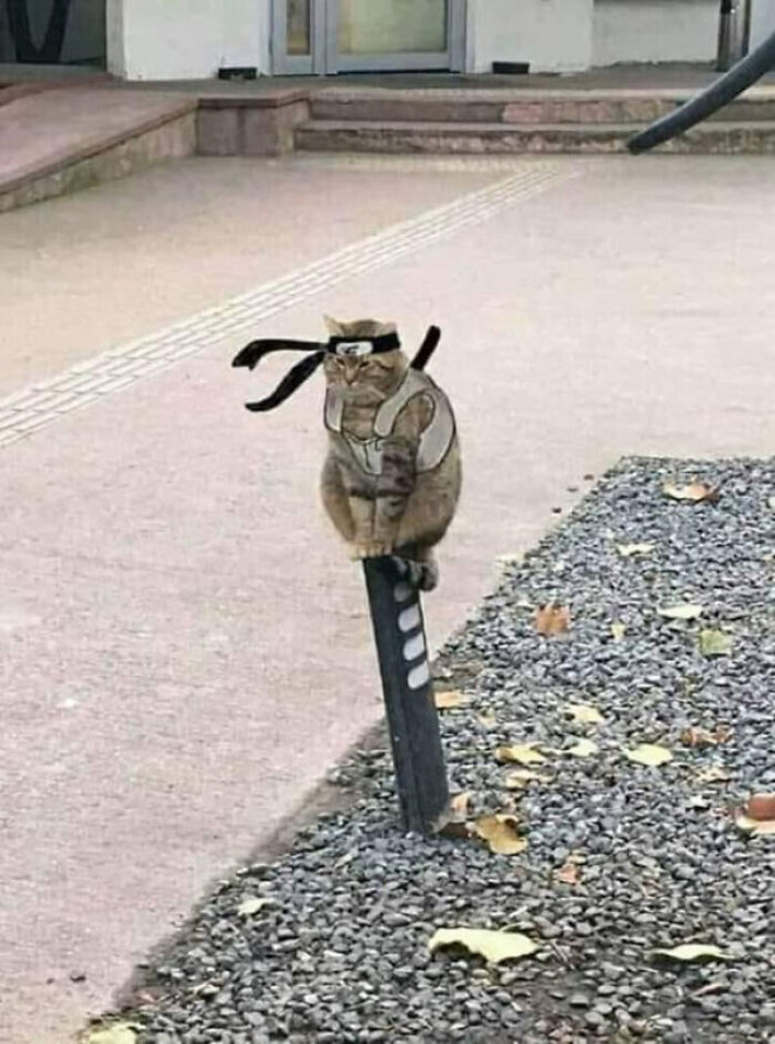 Chú mèo trổ tài làm Ninja.