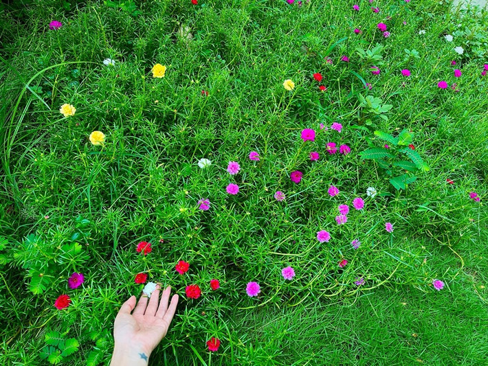 Thủy Tiên hưởng thụ buổi sáng trôi qua bình yên khi ngắm hoa trong sân vườn. Ảnh: FB Thủy Tiên.