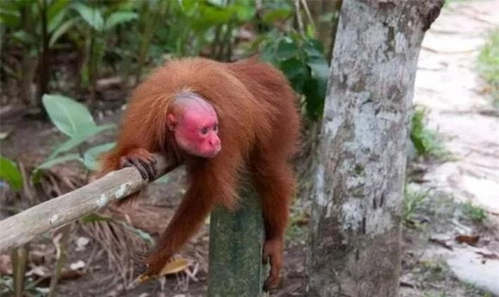 'Khỉ hói' chúng sống thành từng nhóm, thường ở trên các cành cây cao. 'Khỉ hói' chủ yếu ăn hạt và hoa quả thực vật, và đôi khi là côn trùng, nhưng không chủ động tìm kiếm thức ăn. Chúng là loài động vật hòa đồng như các nhóm khỉ khác.