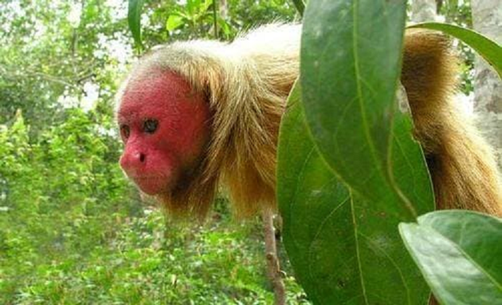 'Khỉ hói' là loài động vật quý hiếm có sự phân bố giới hạn ở một số khu vực rừng nhất định của lưu vực sông Amazon. Cả ba loài khỉ đầu hói đều được xếp vào danh sách những loài có nguy cơ tuyệt chủng trong Sách Đỏ.