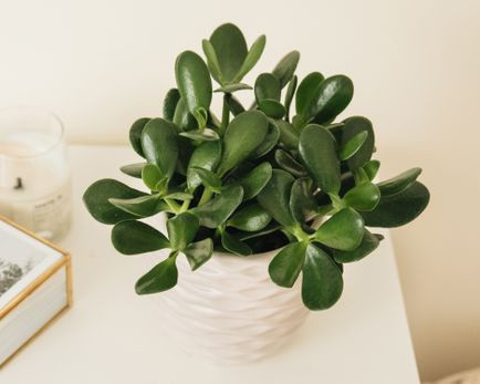 Cây phỉ thúy: Ai bị ám ảnh bởi những chiếc lá căng mọng nước không thể bỏ qua cây phỉ thúy. Nếu muốn, bạn có thể uốn một cây phi thúy theo phong cách bonsai. Muốn phỉ thúy phát triển tốt trong căn hộ của mình, bạn hãy đặt nó ở nơi đầy nắng và chỉ cần tưới nước khi nào đất bị khô. Nếu không chắc về sức khỏe của cây phỉ thúy, bạn hãy kiểm tra lá: lá xám cho thấy cây thiếu ánh sáng mặt trời, lá nhăn lại đồng nghĩa cây thiếu nước. Nếu mọi thứ phát triển tốt, những chiếc lá sẽ có chút màu đỏ ở viền.